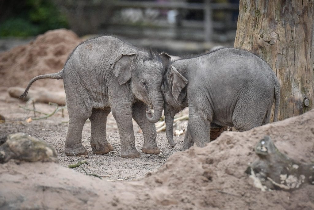 Elephant Experience At Chester Zoo Chester