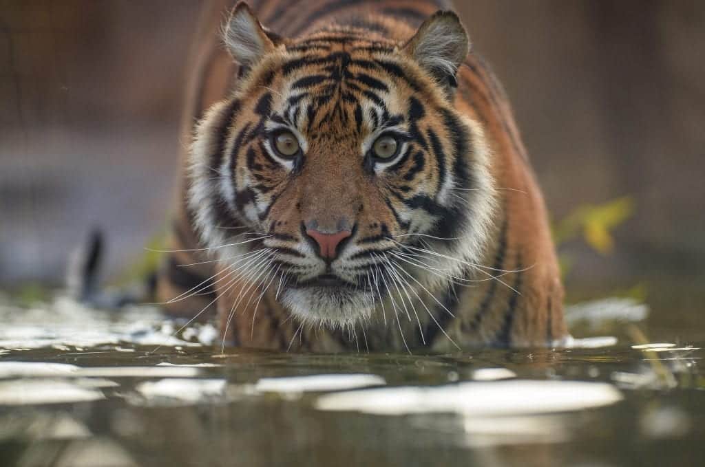 ChesterZoo Sumatran tiger Kasarna Chester.com