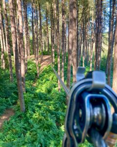 Go Ape Delamere Tree Top Adventure Zip wires