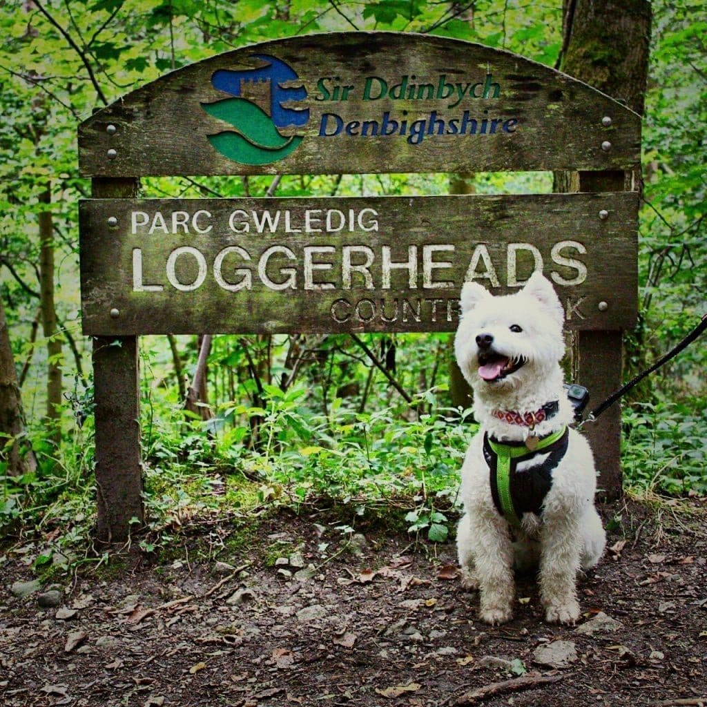 Adventures of Wilma Loggerheads 3 Dog Walks Chester Chester.com 5241965