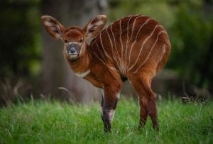 A critically endangered eastern bongo has been born at Chester Zoo. It is the first to be born at the zoo in 11 years 9