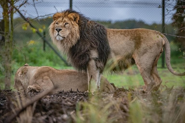 UK’s largest habitat for world’s rarest lions opens at Chester Zoo