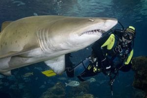 Blue Planet Aquarium Chester Shark Dive