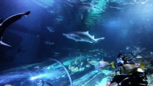 Blue Planet Aquarium Chester Swim With Sharks Scaled.jpg