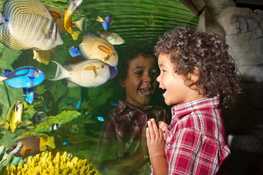 Blue Planet Aquarium Chester Things To Do With The Family Chester