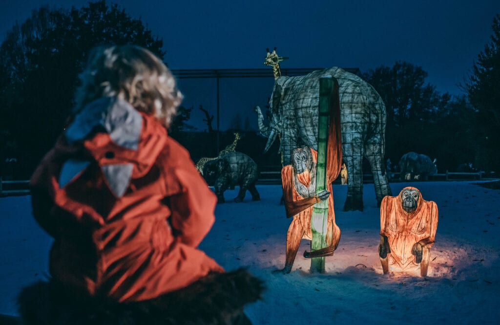 The Lanterns At Chester Zoo 2020 Family Memories