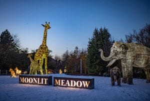 The Lanterns At Chester Zoo 2020 Moonlit Meadow Scaled.jpg