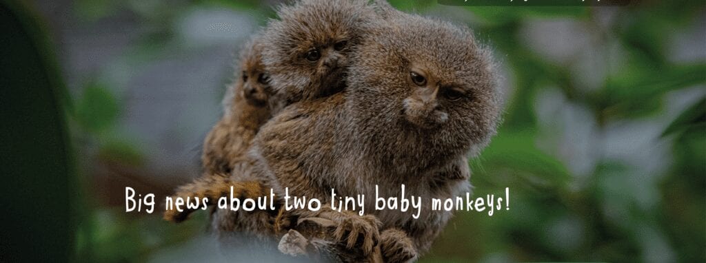 News 62 Chester Zoo Baby Monkeys News