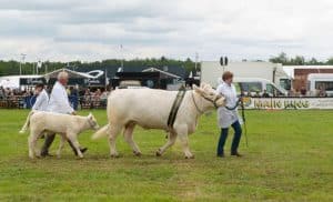 the royal cheshire county show judging competitions