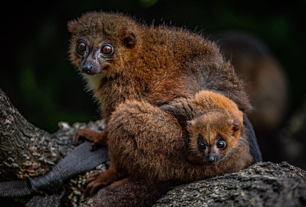 chester zoo celebrates birth of first red bellied lemur (20)