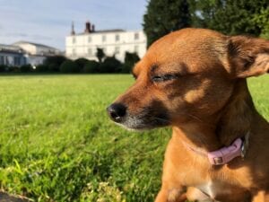 rowton hall hotel spa chester dog friendly