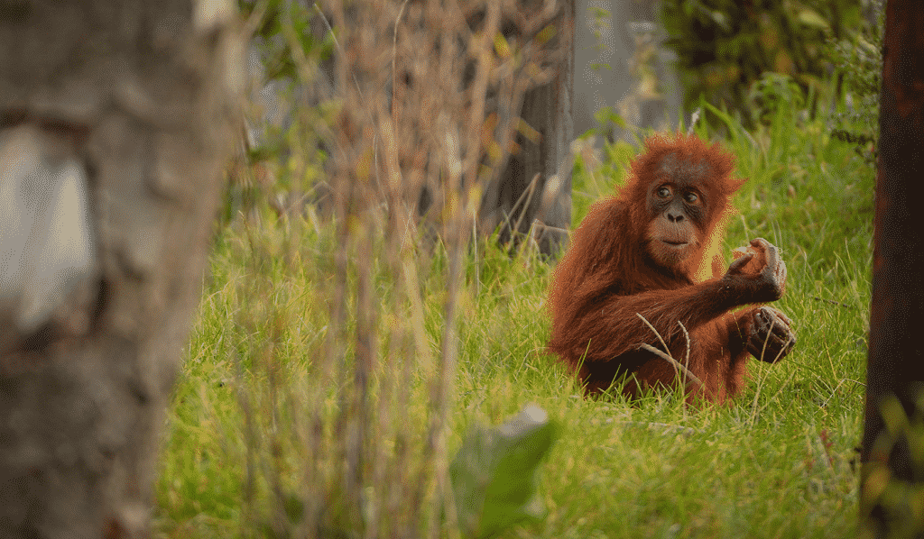 News 4 chester zoo monsoon forest orangutan