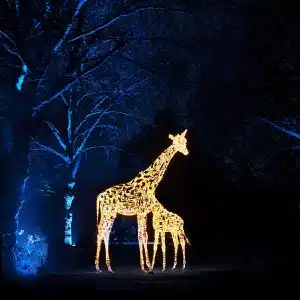 Chester Zoo Lanterns and Light Experience Chester