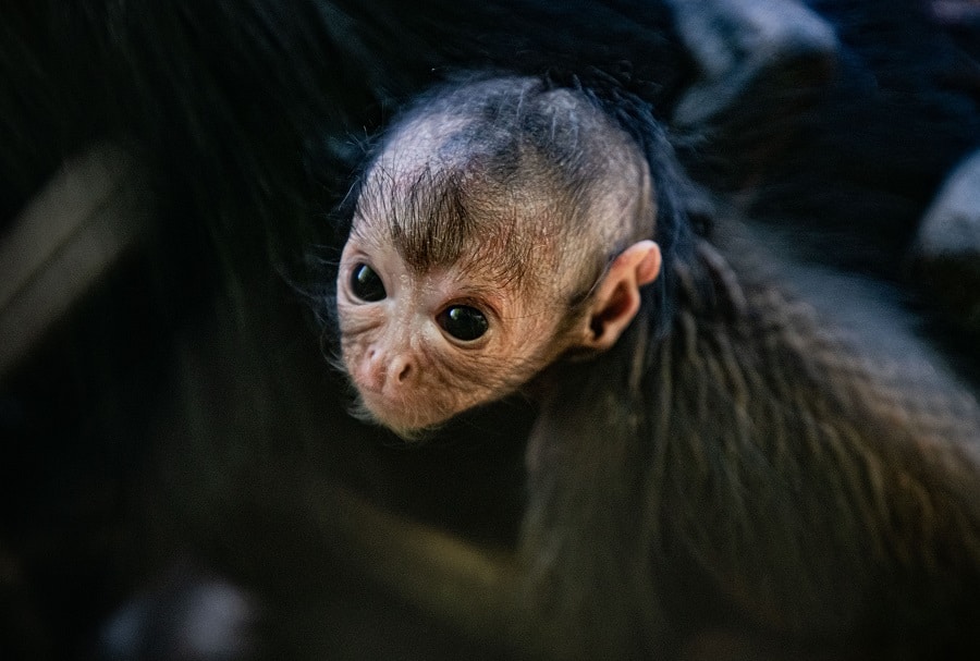 chester zoo rare spider monkey born at chester zoo 