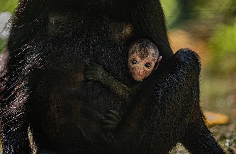 chester zoo rare spider monkey born at chester zoo