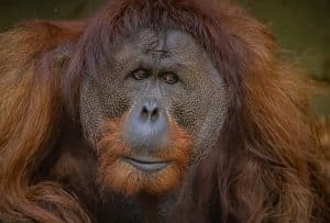 chester zoo critically endangered sumatran orangutans at chester zoo (8)