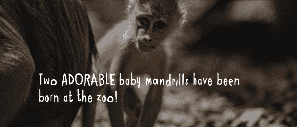 News 18 chester zoo two baby mandrills born