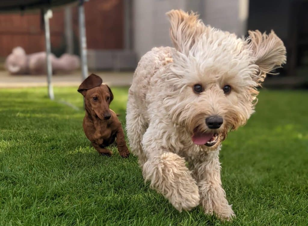 News 53 dog friendly chester places to go with your dog