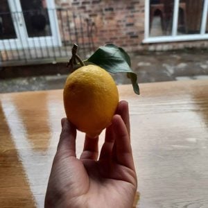 the venetian italian fresh lemon