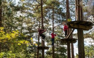 treetop adventure delamere forest