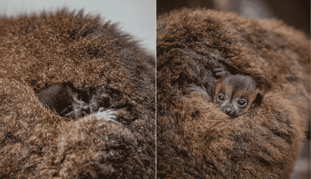 News 36 chester zoo announces birth of twin red bellied lemurs