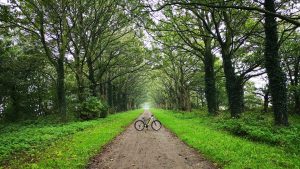 tracs delamere forest guided rides