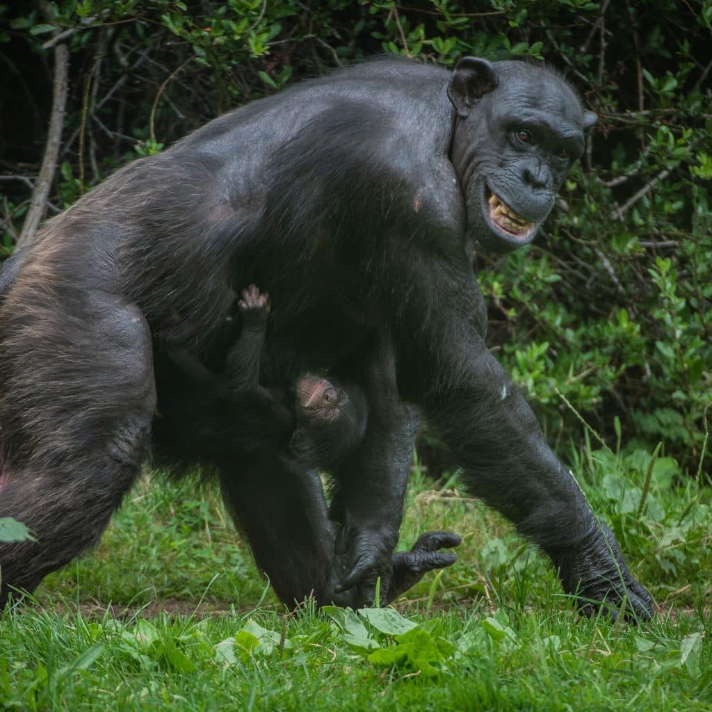 News 7 chester zoo western chimpanzee, 'alice' with baby