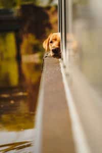 Tattenhall Marina Canal Boat Days Out Family Dog Friendly Chester