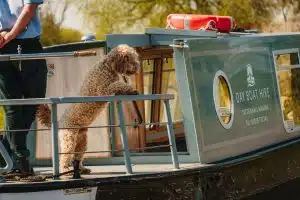 Tattenhall Marina Dog Friendly Day Boat Hire Chester