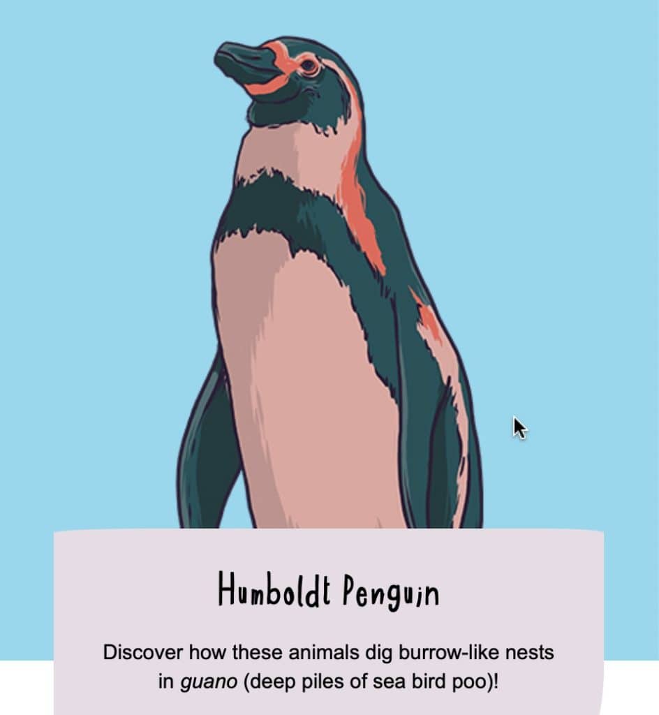 News 6 Chester Zoo The Really Wild Egg Trail Humboldt Penguin