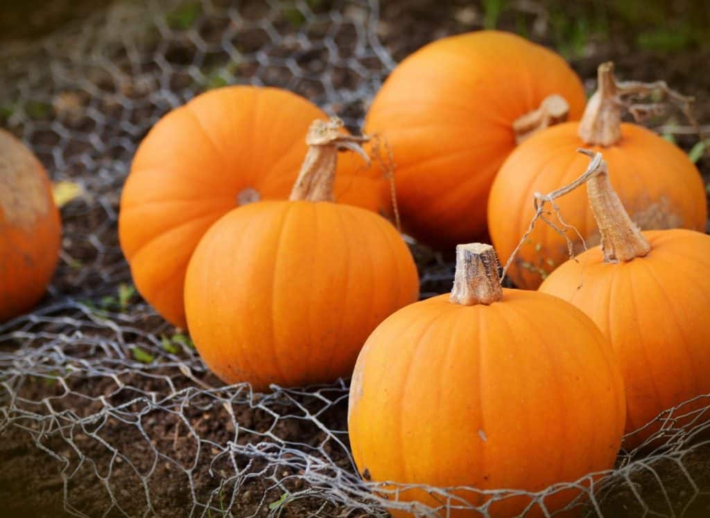 News 1 The Ice Cream Farm Pumpkin picking Event