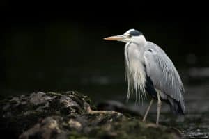 Walled Garden School Bird Watching Walk.jpg
