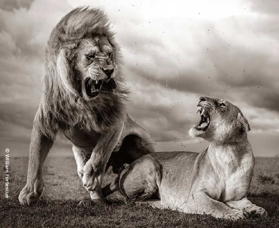 Chester Zoo Wildlife Photographer of the year William Fortescue