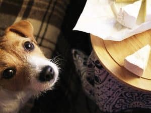 Pickles cheese wine tasting