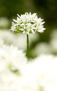 Walled Garden School wild garlic Spring Foraging.jpg.