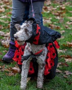 Howl O Ween Chester Northgate Exchange Square Chester