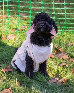 Howl O Ween Chester Northgate Exchange Square Pup Culture