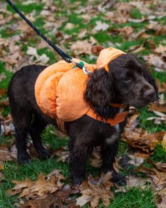 Howl O Ween Chester Northgate Exchange Square Pup Culture Chester